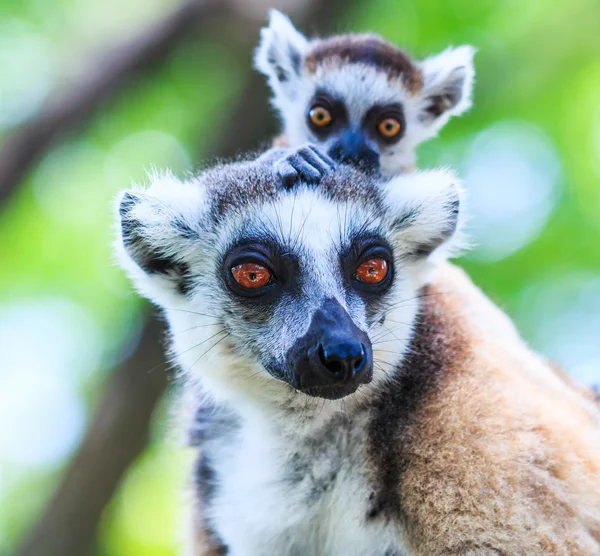 Lemur divoká zvířata — Stock fotografie