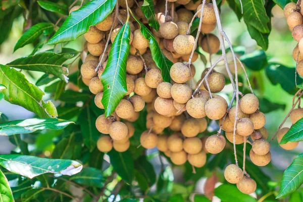 Tropical longan fruits — Stock Photo, Image