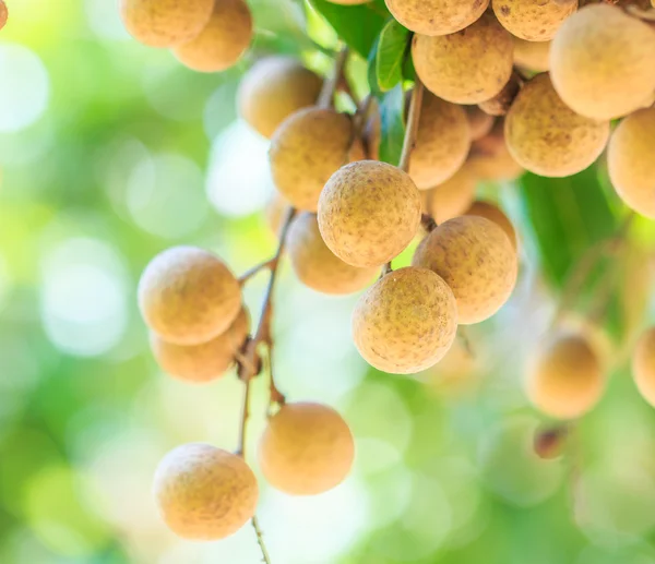 Longan tropické ovoce — Stock fotografie