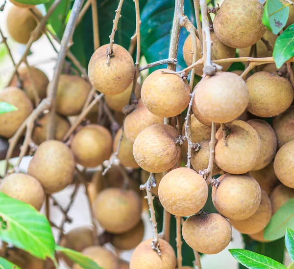 Tropische Longanfrüchte — Stockfoto