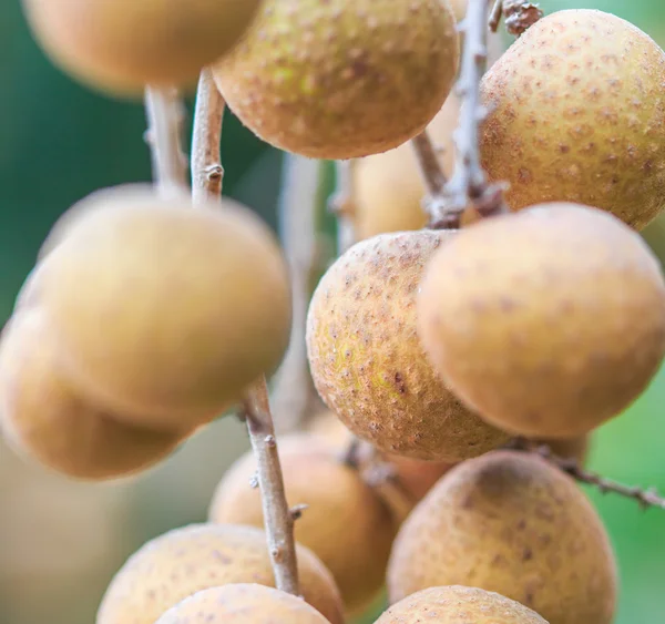 Frutas tropicales longanas — Foto de Stock