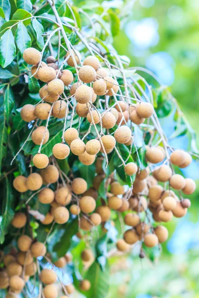 Tropikal longan meyve — Stok fotoğraf