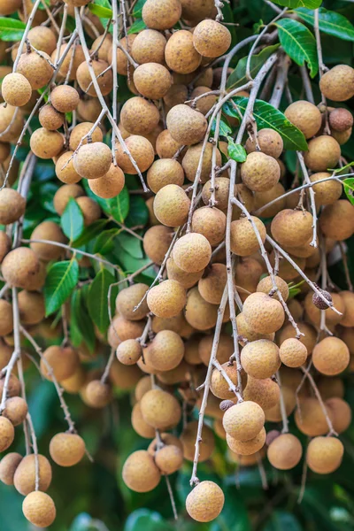 Frutas tropicales longanas —  Fotos de Stock