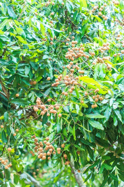 Frutti tropicali di longano — Foto Stock
