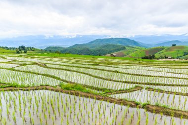 pirinç alan pa pong pieng içinde