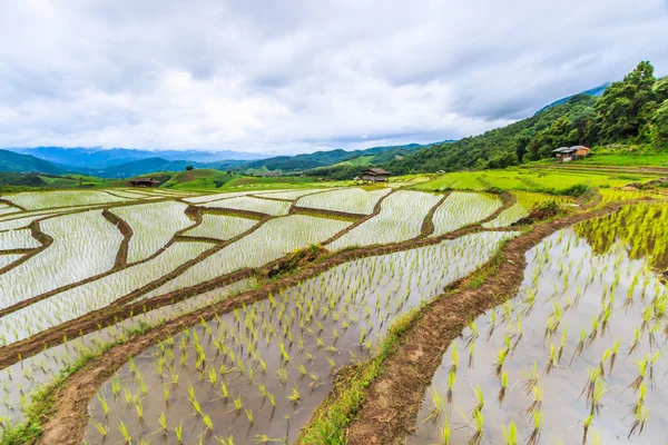 Rice field in pa pong pieng — Stock Photo, Image