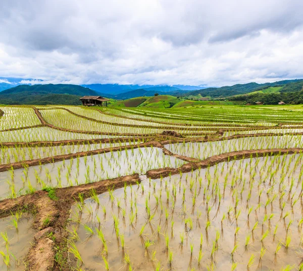 Campo de arroz en pa pong pieng — Foto de Stock