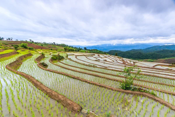 Rice field in pa pong pieng — Stock Photo, Image