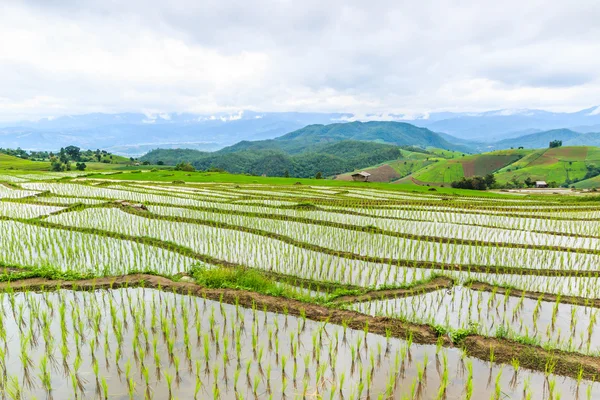 Rice field in pa pong pieng — Stock Photo, Image