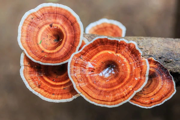 Brun svamp i skogen — Stockfoto