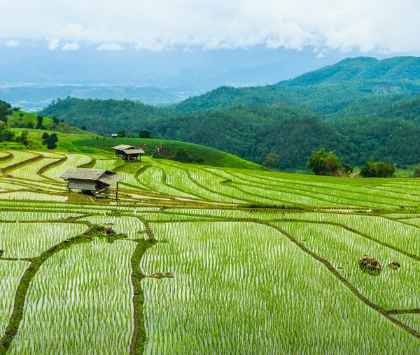 Campo de arroz em pa pong pieng — Fotografia de Stock