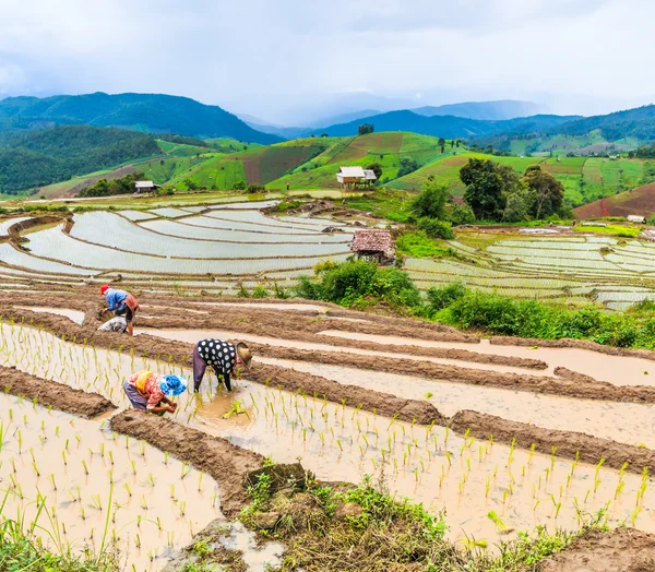 Rice field in pa pong pieng — Stock Photo, Image