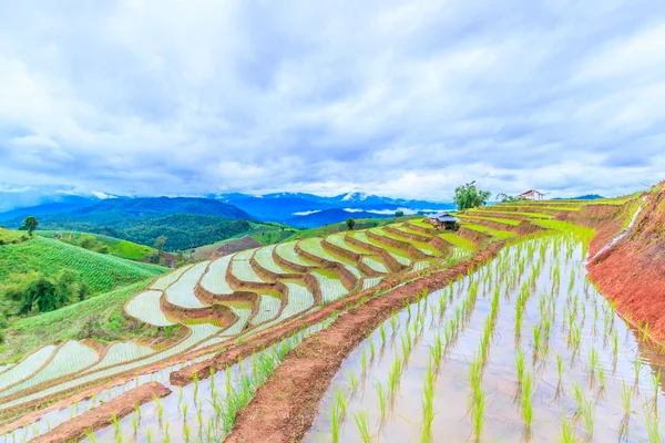 Rijst veld in pa pong pieng — Stockfoto