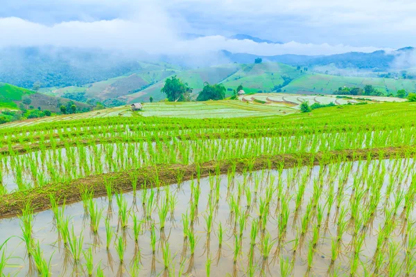Рисовое поле в pa pong pieng — стоковое фото