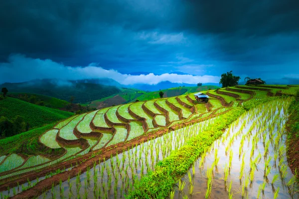 Risfält i pa pong pieng — Stockfoto