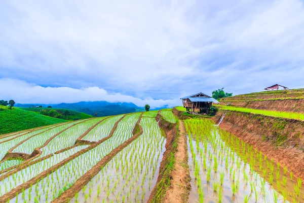 Ryżowe pole w pa ponga pieng — Zdjęcie stockowe