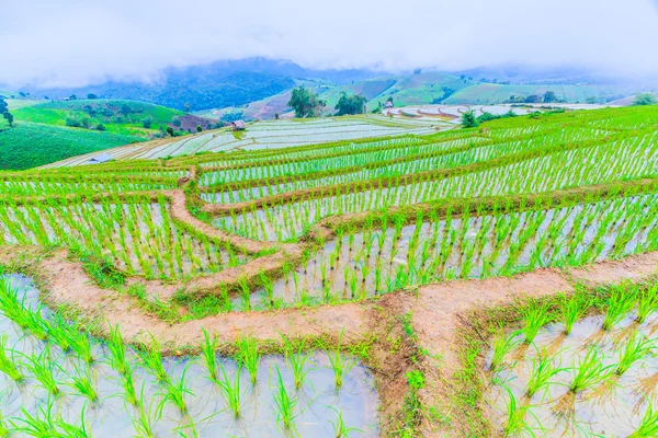 Rice field in pa pong pieng — Stock Photo, Image