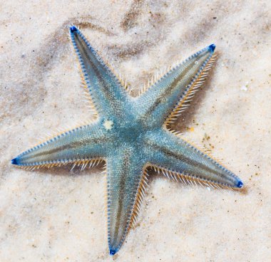 Deniz yıldızı Plajı
