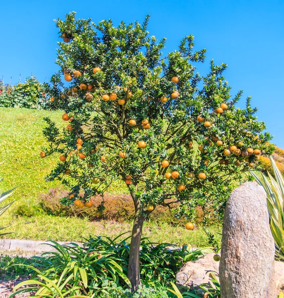 Drzewo z dojrzałych pomarańczy — Zdjęcie stockowe