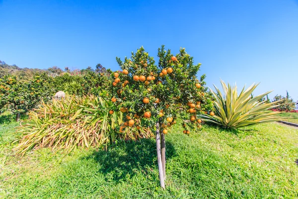Arbre aux oranges mûres — Photo