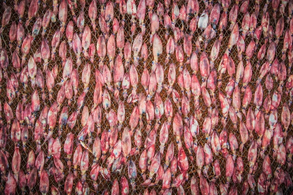 红色的干的鱿鱼 — 图库照片