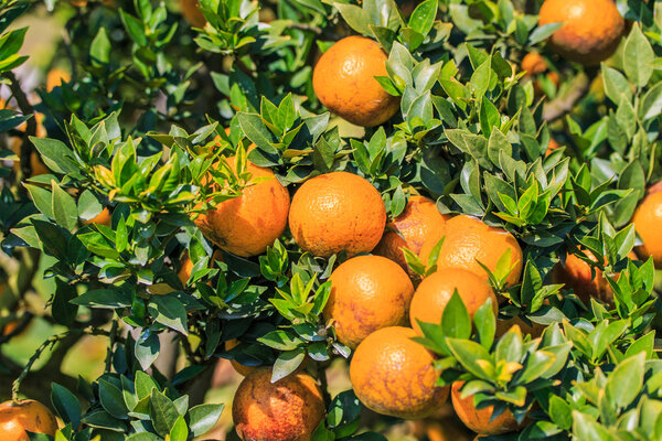 Дерево с апельсинами
