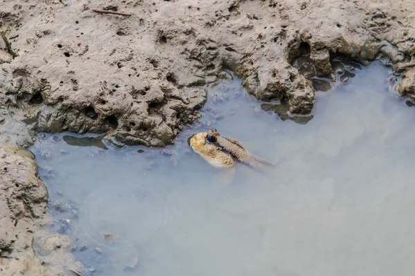 Mudskipper in swamp water — Stock Photo, Image