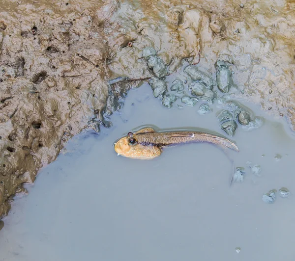 Mudskipper in swamp water — Stock Photo, Image