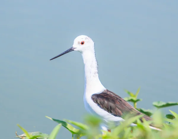 Seabird bataklık düdükçünü — Stok fotoğraf