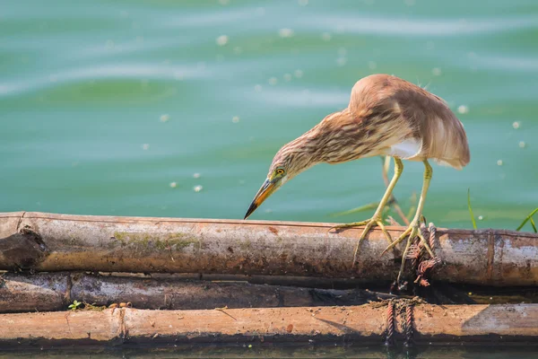 Jávský rybník heron — Stock fotografie