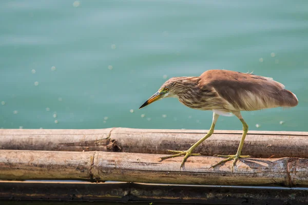 Teichreiher — Stockfoto