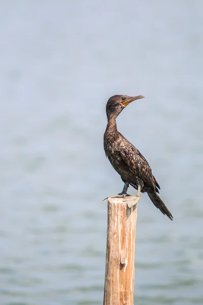 Little cormorant bird — Stock Photo, Image