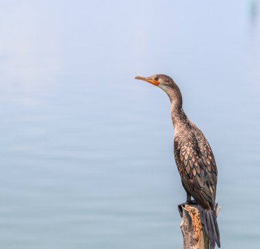 Cava karabatak kuşu