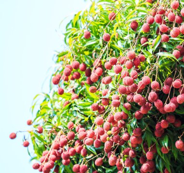 Lychee meyve bush