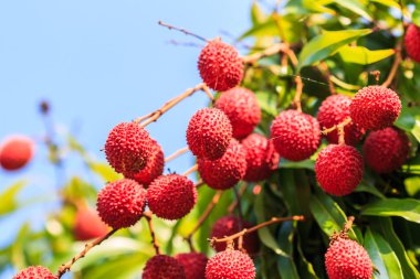 Lychee fruits inThailand clipart