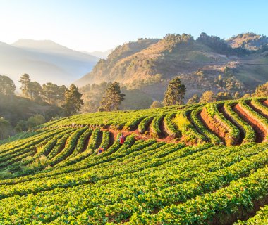 Doi Ang Khang, çilek Bahçe