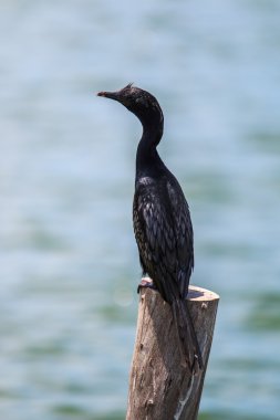 Küçük karabatak kuşu