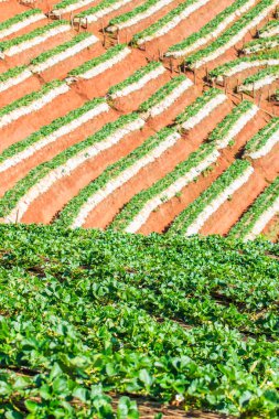 Doi Ang Khang, çilek Bahçe