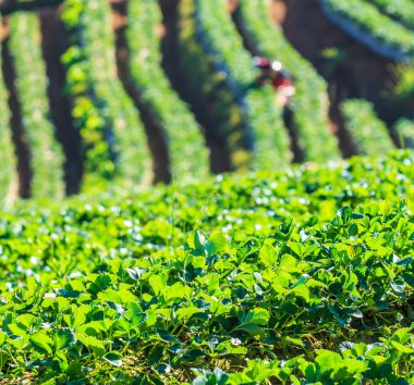 Doi Ang Khang, çilek Bahçe
