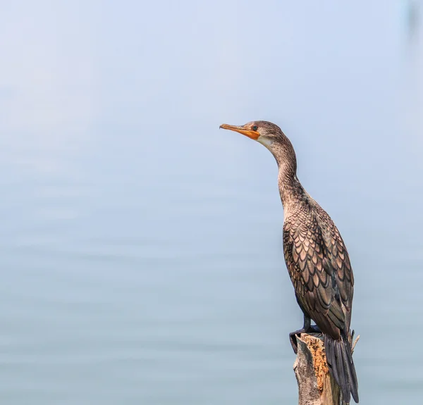 Javanese cormorant bird