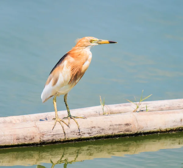 Jávský rybník heron — Stock fotografie