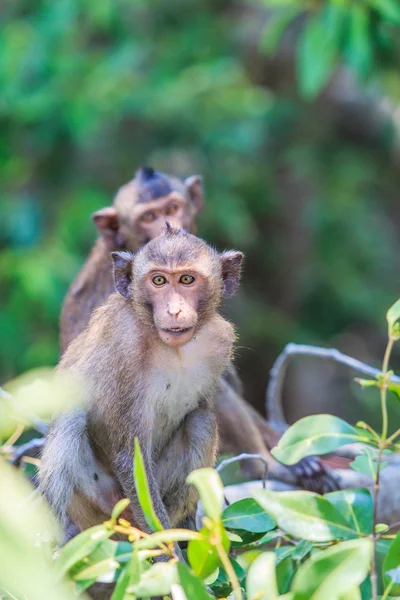 Monkeys Asia Thailand — Stock Photo, Image