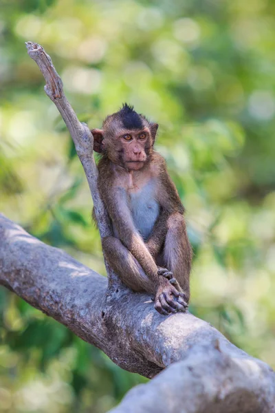 Macaco Ásia Tailândia — Fotografia de Stock