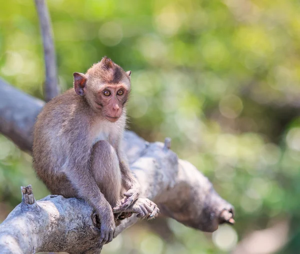 Monkey Asia Thailand — Stock Photo, Image