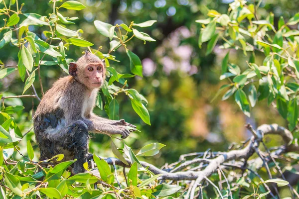 Monkey Asia Thailand — Stock Photo, Image