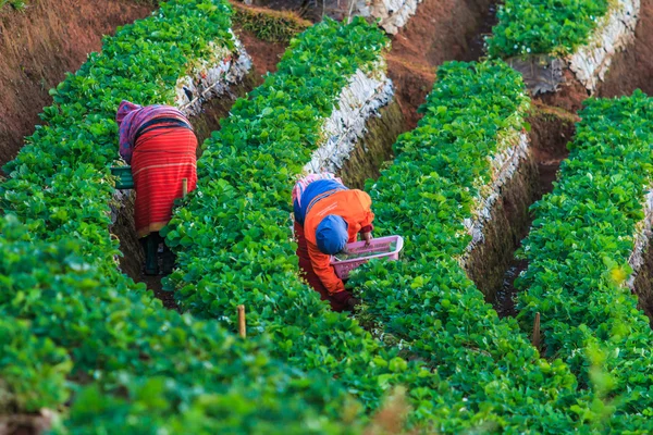 Erdbeergarten bei doi ang khang — Stockfoto