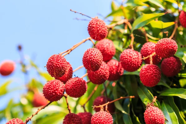 Lychee vruchten inthailand — Stockfoto