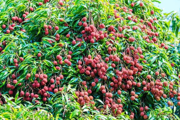 Frutas de lichia na Tailândia — Fotografia de Stock