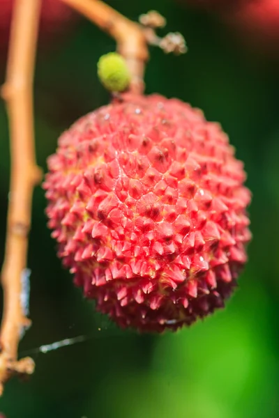 Lychee fruit inThailand — Stock Photo, Image