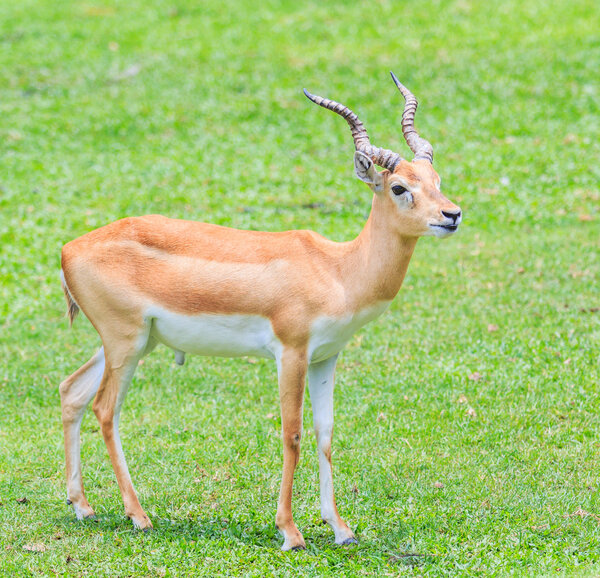 Газель Томсона
